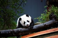 foto jonge panda